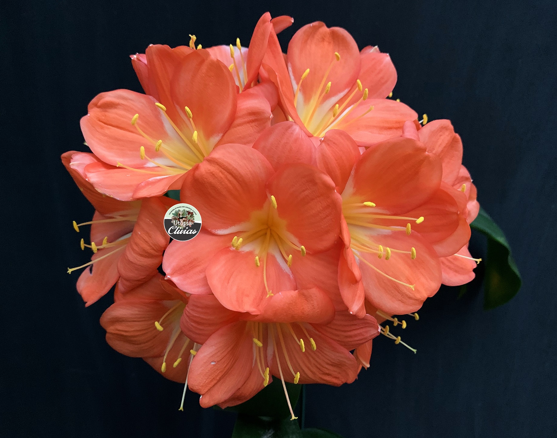Utopia Clivias